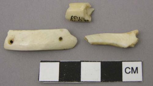 Shell fragments, one with perforations (one at each end)