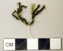 Fragment of cord--1.5" long, apocynum fiber (perhaps yucca)