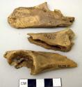 Bone fragments: mountain sheep