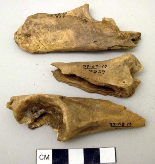 Bone fragments: mountain sheep