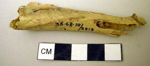 Bone fragments--jack rabbit, wild turkey