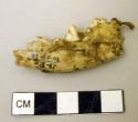 Lower jaw bone, fragment--domestic dog