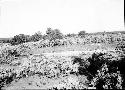 Refuse Mound, Cleared for Excavation