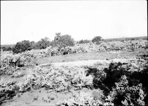 Refuse Mound, Cleared for Excavation