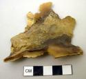 Horn fragment--mountain sheep