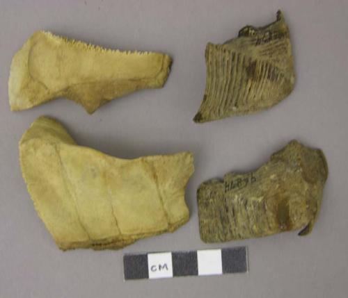 Turtle shell fragments