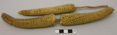 Corn cobs on sticks