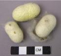 Silk worm cocoons