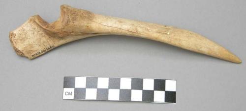 Llama bone tool