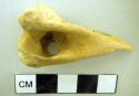 Bone awl fragments (2) - jack rabbit, dog