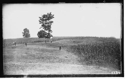 Folds of Serpent and cornfields