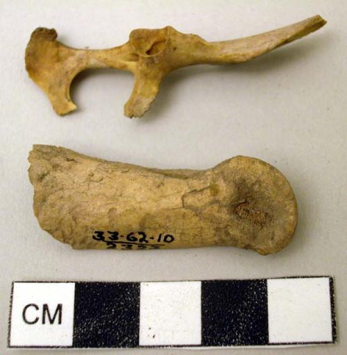 Bone material: domestic dog; cottontail rabbit; mountain sheep