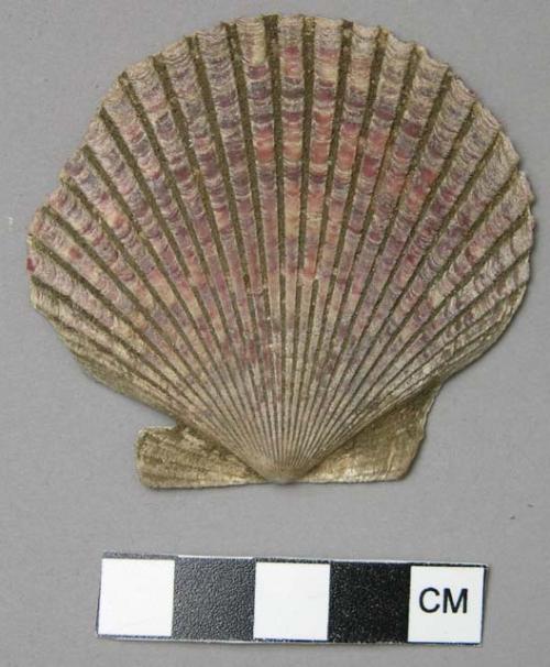 Scallop shell