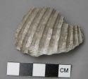 Fragment shell bivalve