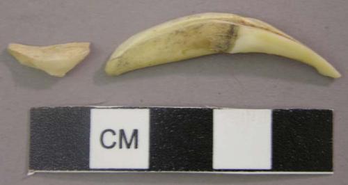 Animal tooth fragments