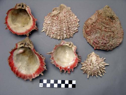 Spondylus Shells