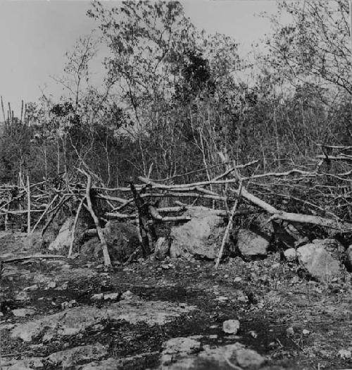 Modern brush milpa fence utilizing ancient stone property wall as a base