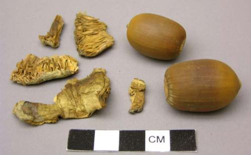 Acorns and dried mushroom