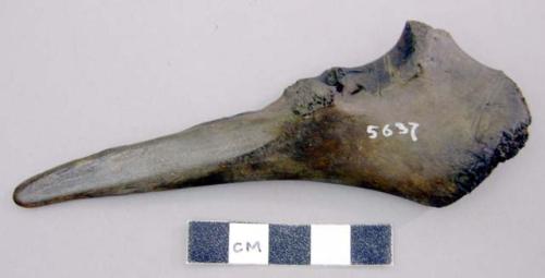 Tool made from the ulna of a stag?