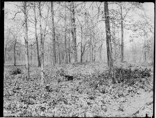 Mound (Type) on Iron Mt. Property