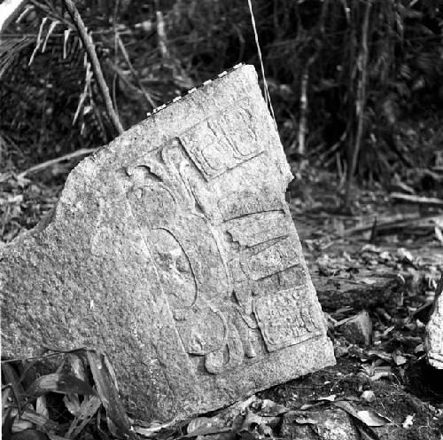 Fragment of Stela 8 at Machaquila