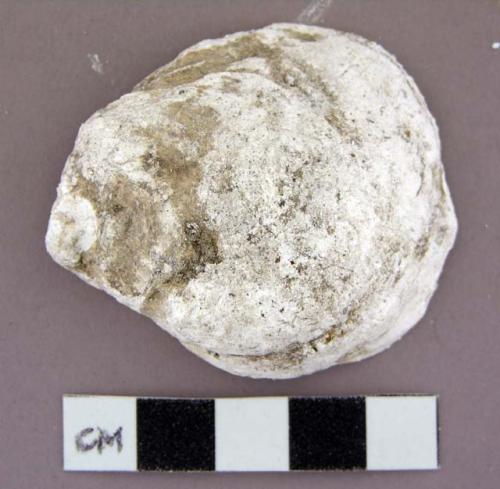 Shell, oyster shell, one half fragment