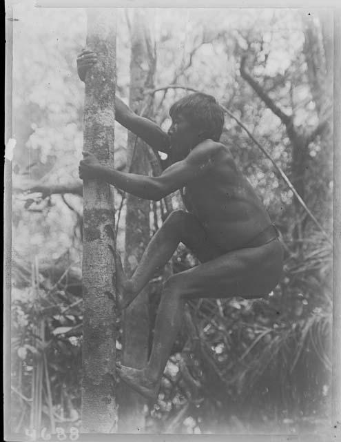 Taruma boy walking up a tree