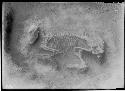 Madisonville cemetery - Trench F skeleton of a dog