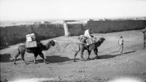 People leading camels with packs by wall