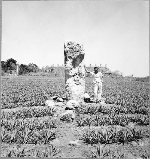 Stela 1, from the South. Colonnaded Building (Str. 1) in background