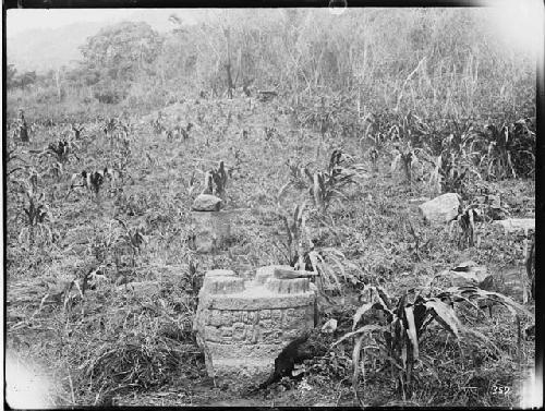 Sculpture in corn field