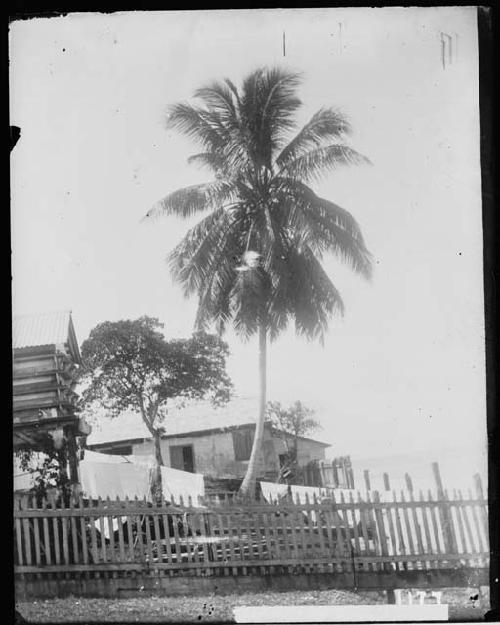 Cocoa nut palm in yard of Pott's house at Yzabal