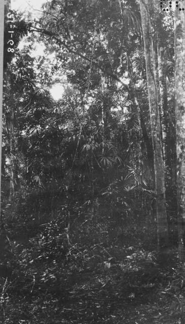 Trail through forest