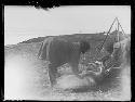 Women skinning deer