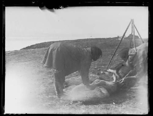 Women skinning deer