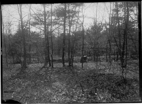 Millis Earthworks - trenches and embankments