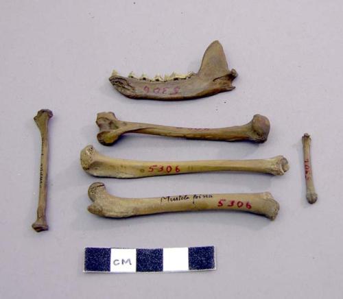 Bones of Mustela