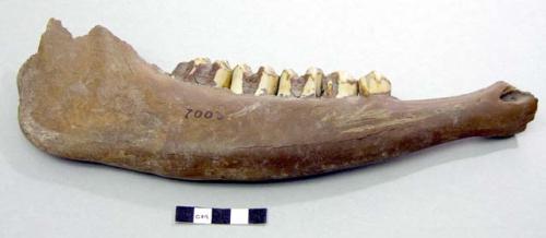 Lower jaws of ox. Large mammal, possibly equidae or large cervidae.