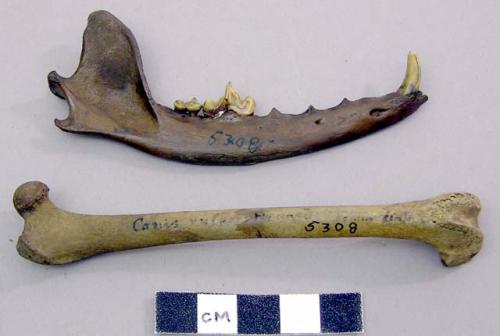 Jaw & bones of fox. Canis vulpus (fox).