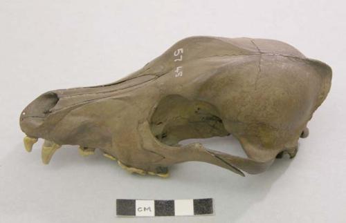 Skull of dog. Canidae (prob. canis familiaris)