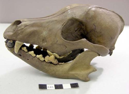 Skull of dog (with lower jaw). Canidae, probably canis familiaris.