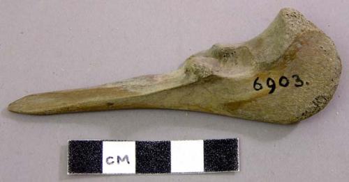 Pointed tool made of the ulna of?. Bovine, ulna.