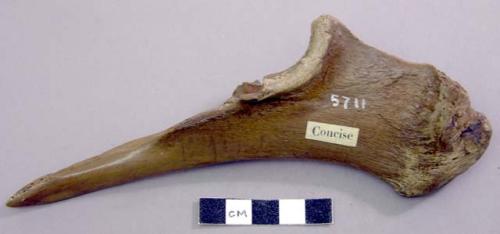 Tool made of the ulna of an ox. Large mammal, very likely cervid