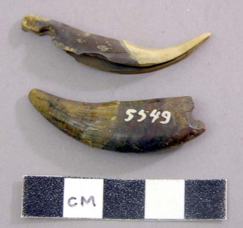 Teeth which have been drilled. Ursidae tooth, Medium to large carnivore teeth