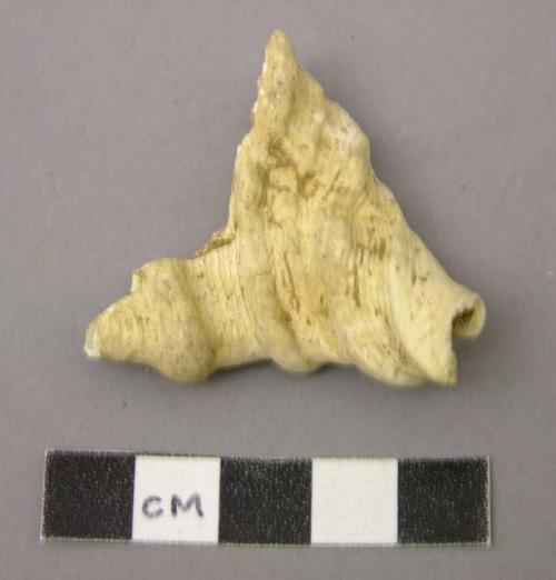 Cymatiam Femorale (shell species)