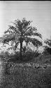 Climbing oil palm at Sakbayene