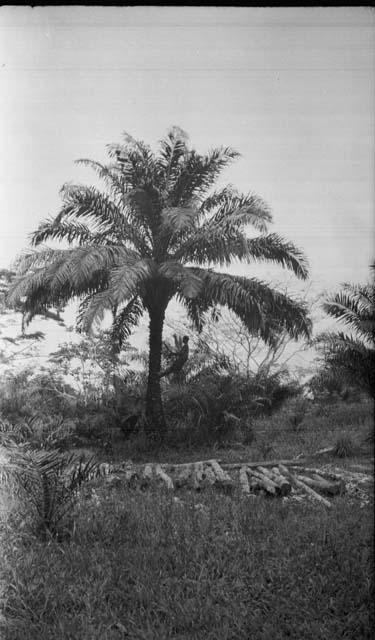 Climbing oil palm at Sakbayene