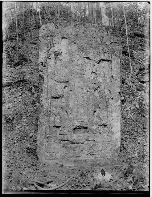 Stela 5