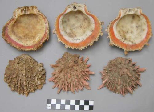 Shells of pecten? spondalus?