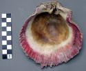 Spondylous shell